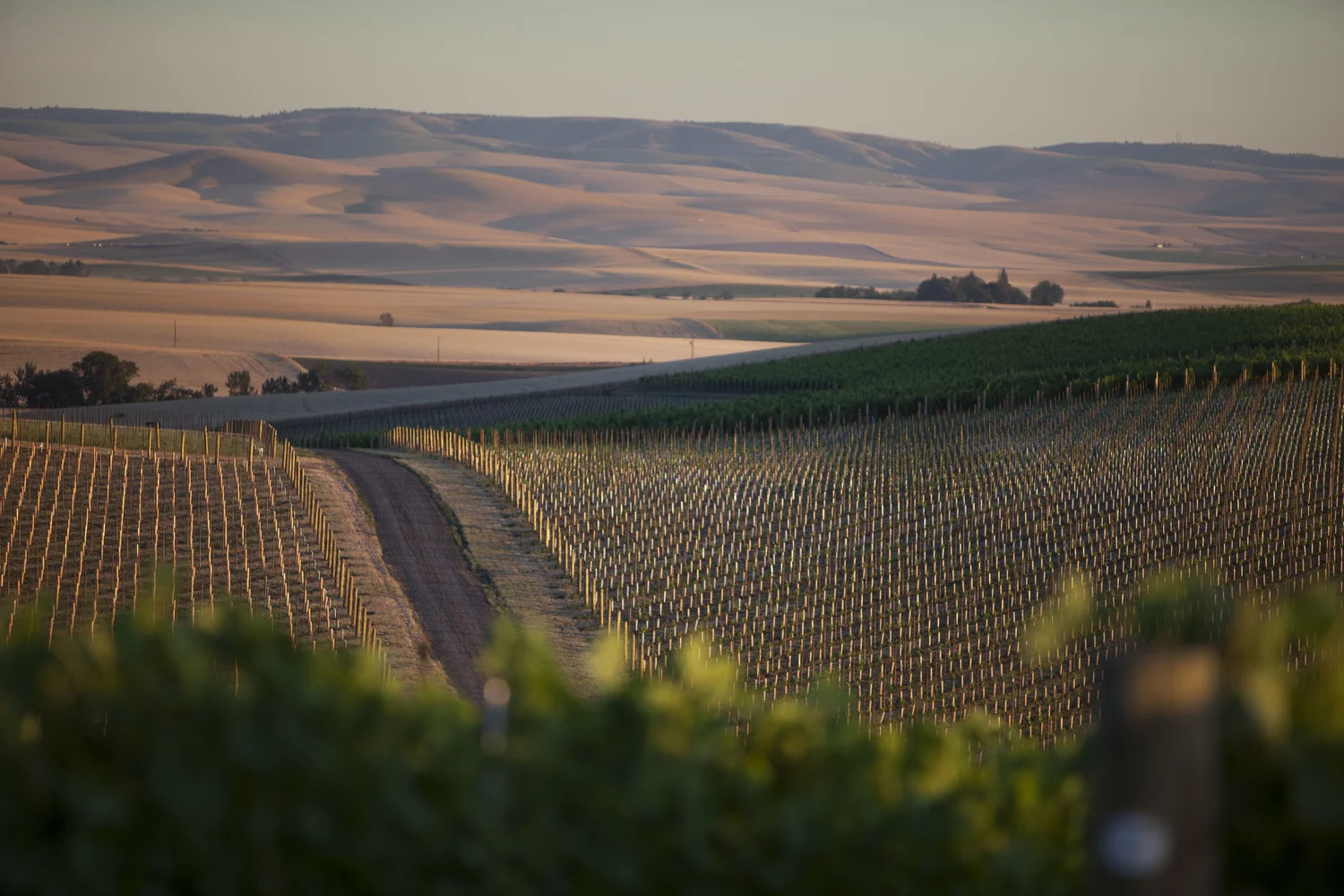 Blue Mountain vineyard