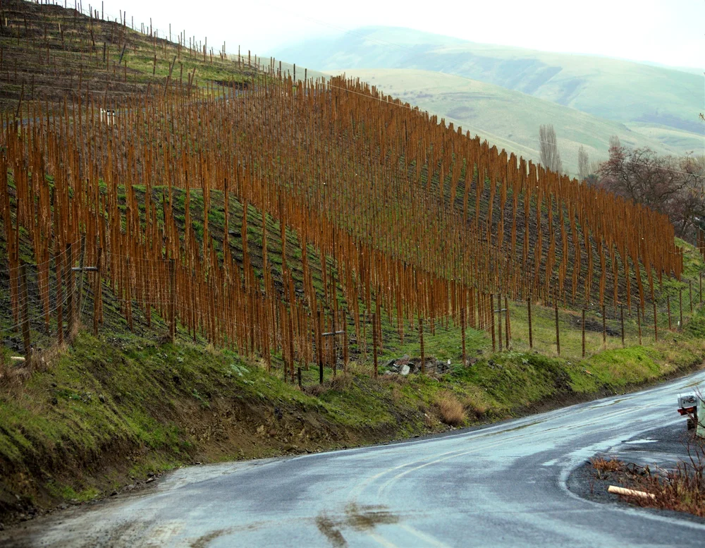 Elevation (Ziggy Stardust) vineyard