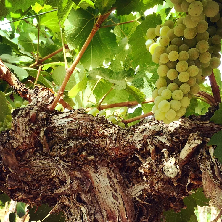 French Creek vineyard