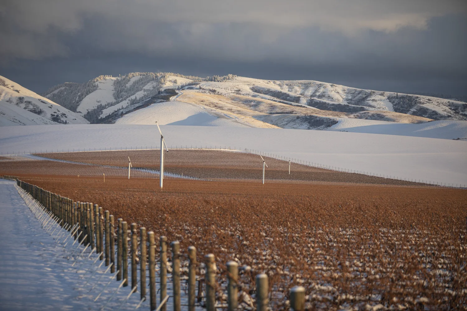 Les Collines vineyard