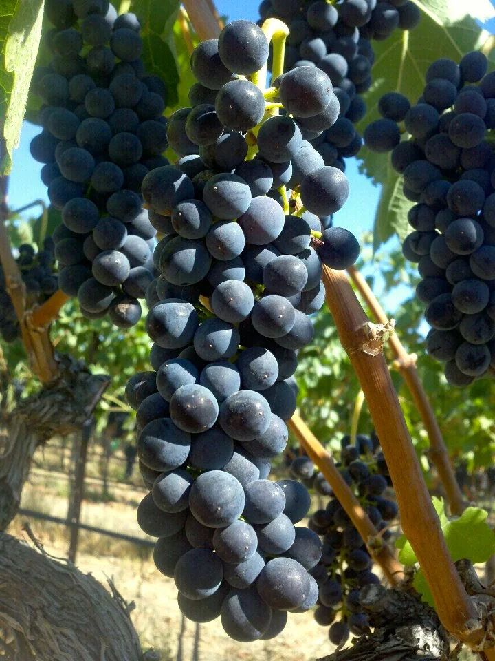 Lewis vineyard