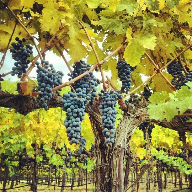 Phinny Hill (Elene's Block) vineyard