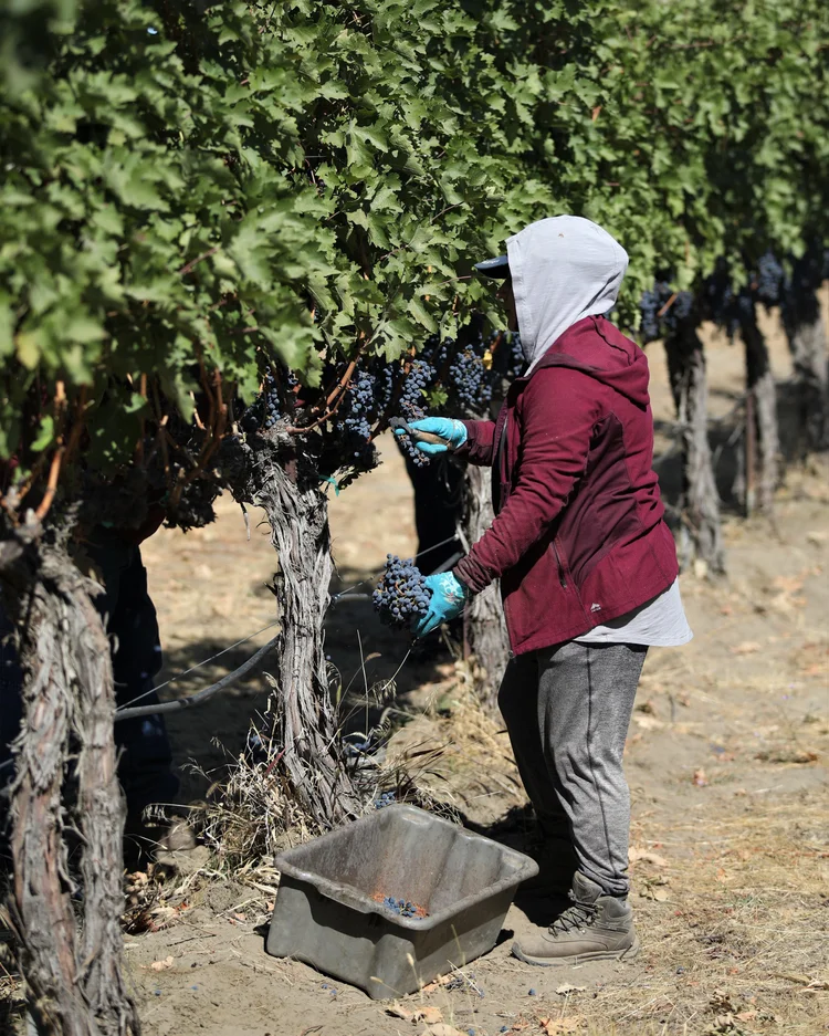 Red Mountain vineyard