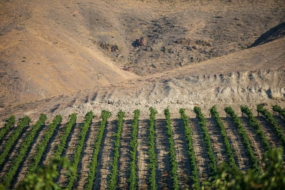 Upland vineyard